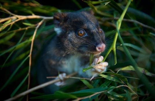 Western Ringtail Possum Action Group