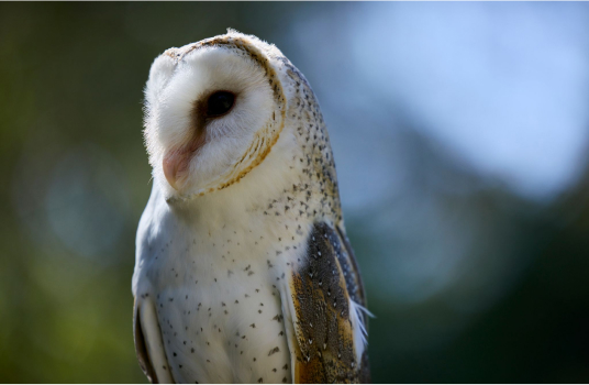 Owl Friendly Margaret River