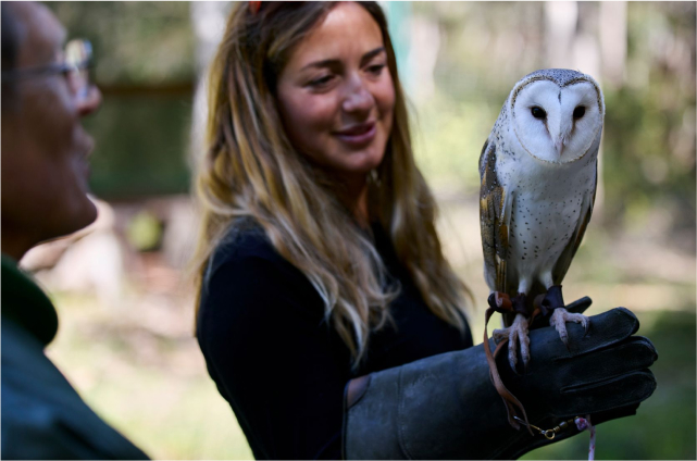 Capes Raptor Centre