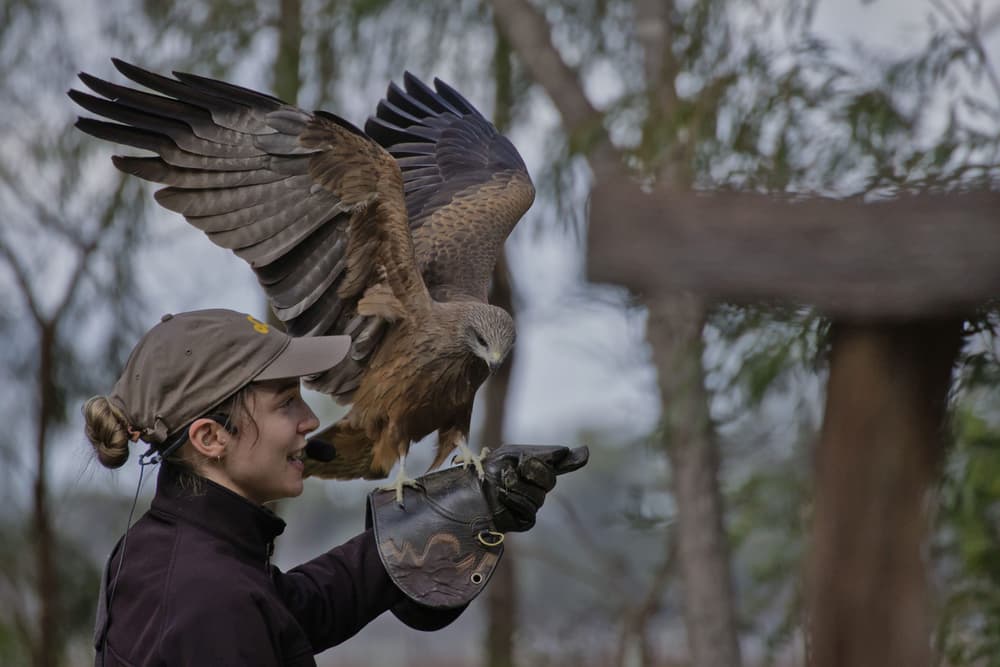 A falcon landing on a person's glove during the Bird of Prey Encounter at Capes Raptor Centre Margaret River image
