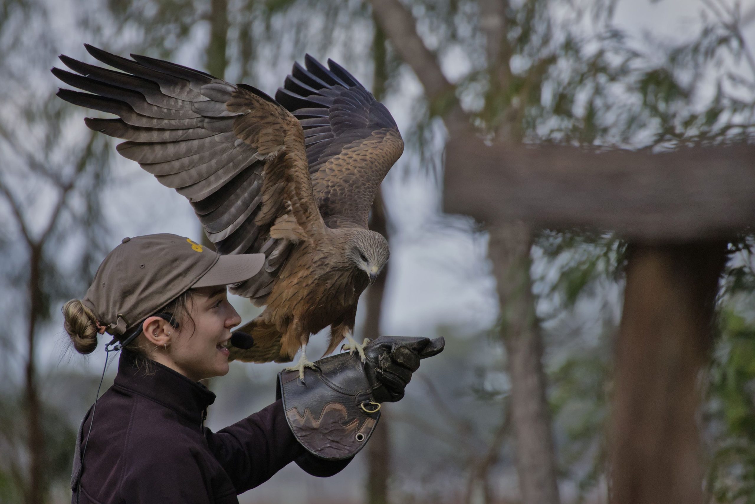 A falcon landing on a person's glove during the Bird of Prey Encounter at Capes Raptor Centre Margaret River image
