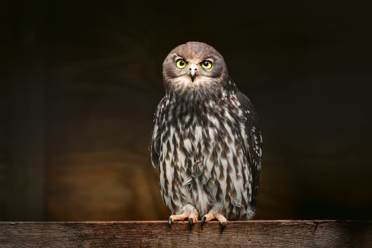 Boobook Owl at Capes Raptor Centre, Margaret River.