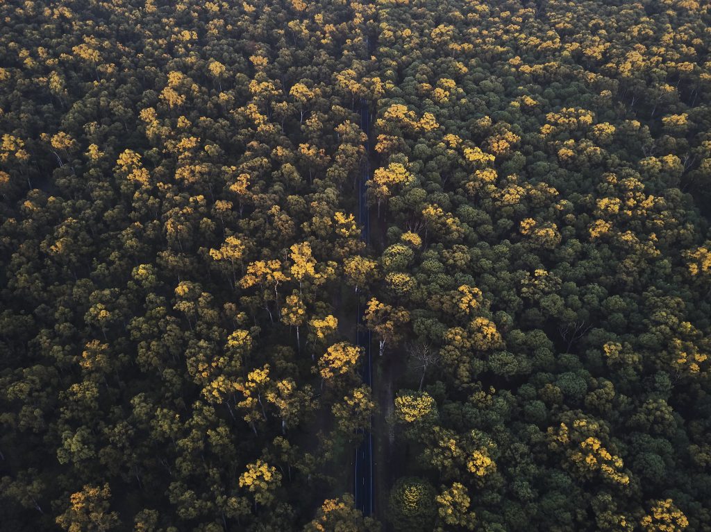 Forest Adventures Road