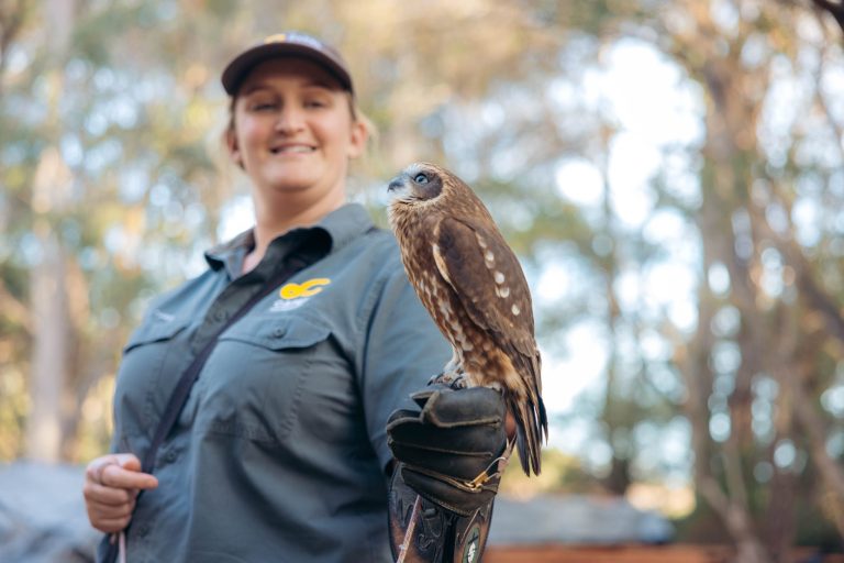 Capes Raptor Centre staff member with a Boobook Owl perched on her glove, during a VIP Owl Experience.