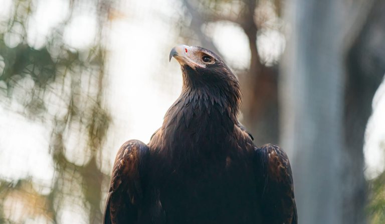 A wedge tailed eagle.
