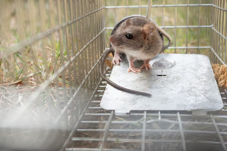 Rat inside a live capture trap placed on the ground