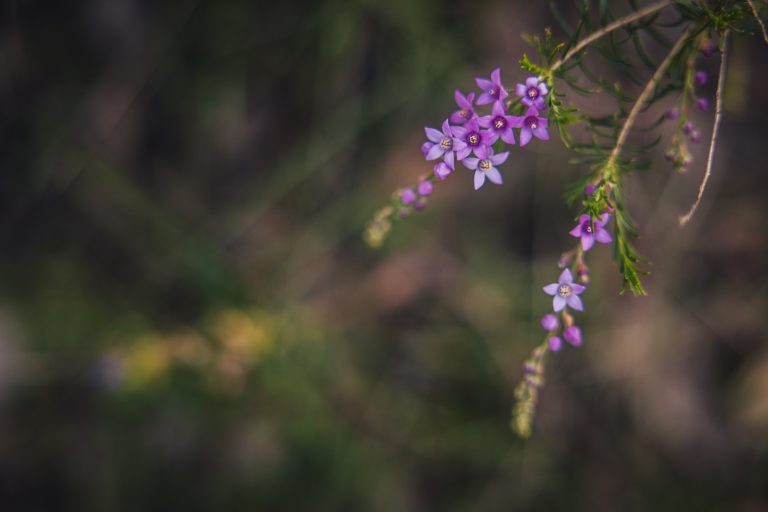Purple wildflower