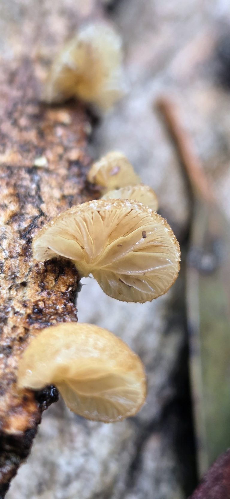 Fungi in the forest at Mammoth Cave
