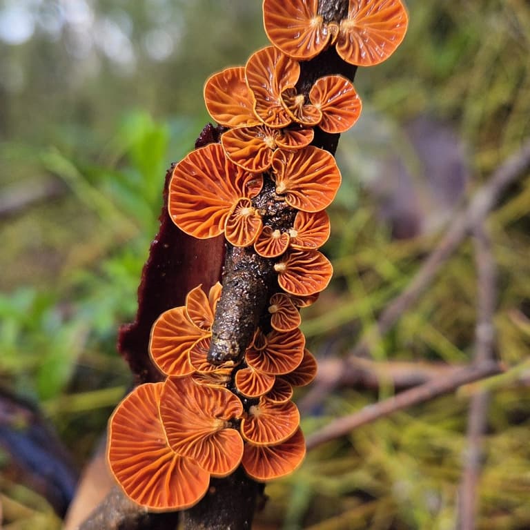 Fungi in the forest at Mammoth Cave